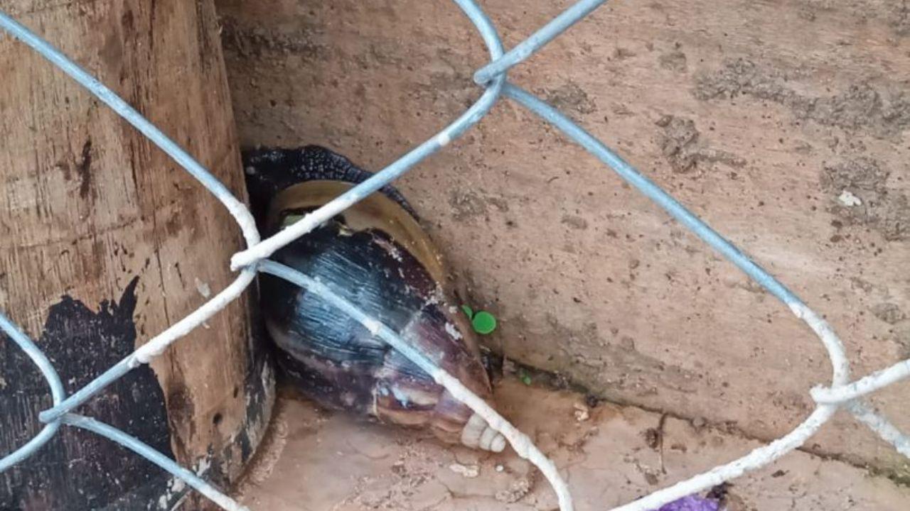 Prefeitura orienta população sobre prevenção e eliminação de caramujos no período chuvoso